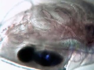 daphnia and other water invertebrates