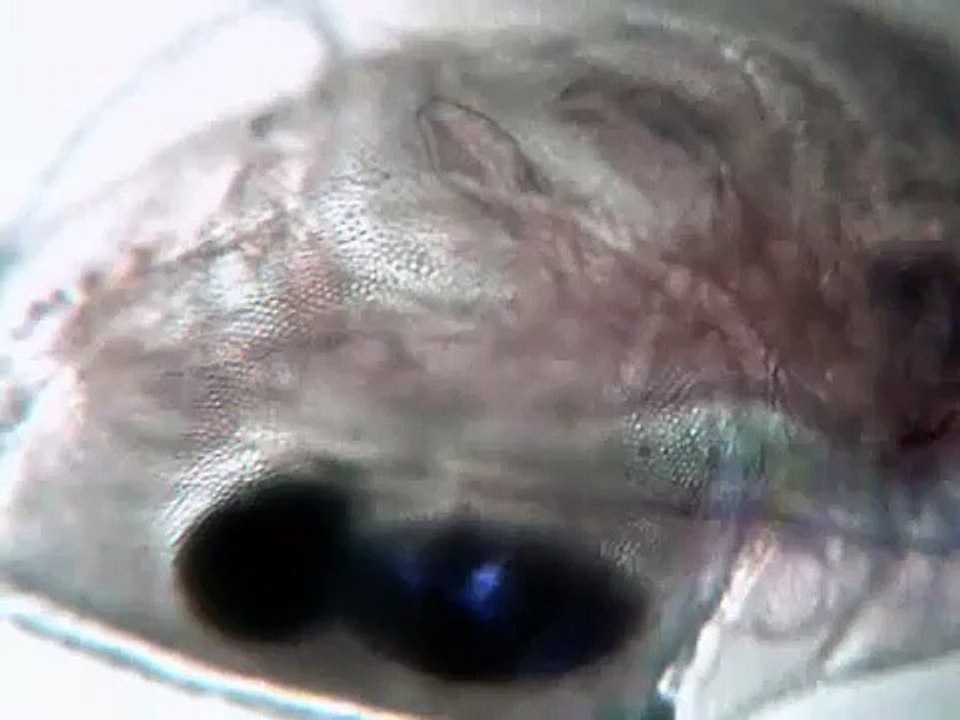 daphnia and other water invertebrates