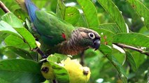 Pássaros da fauna brasileira, Mato Grosso do Sul,