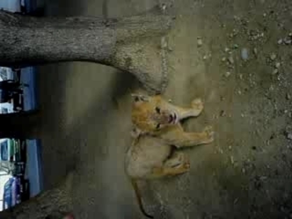 Simba