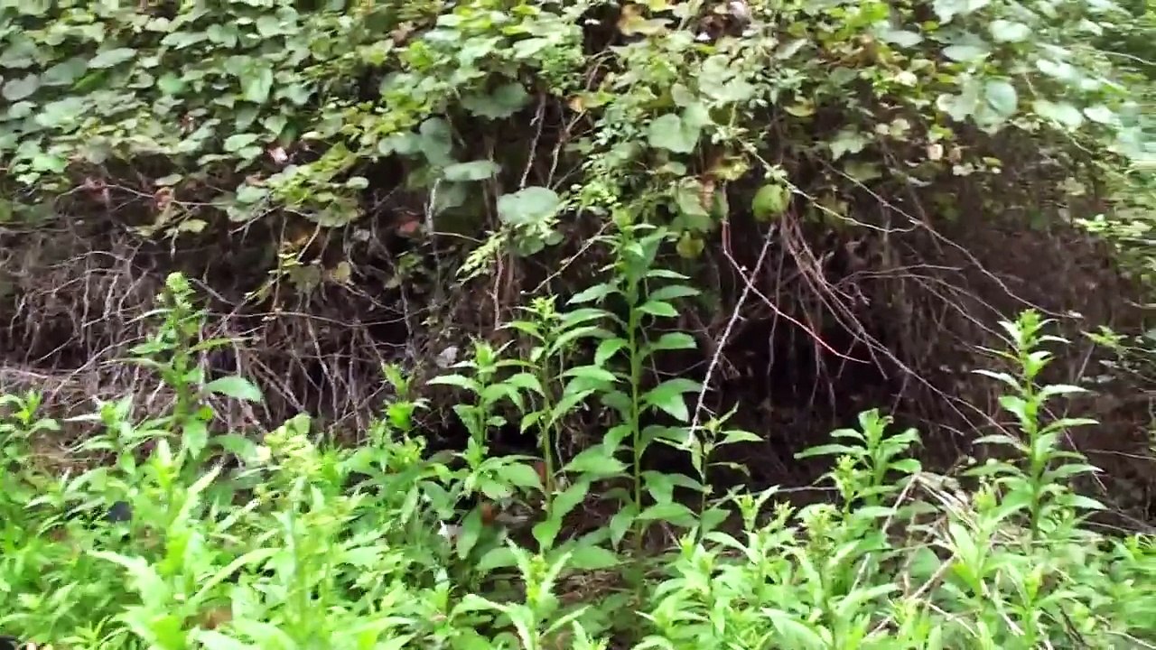 Northern WV SPO Big Females Aug. 28th 2009