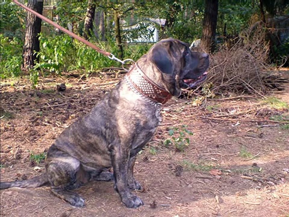 Dogo Presa Canario Espanol Perro de Alano Molosser Dog
