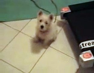 West highland terrier playing with eclectus