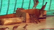 Funny Vicious Sparrows (actual sound) - Divertidos Gorriones Agresivos (sonido real)