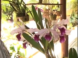 Cultivo de Orquídeas 11/02/14
