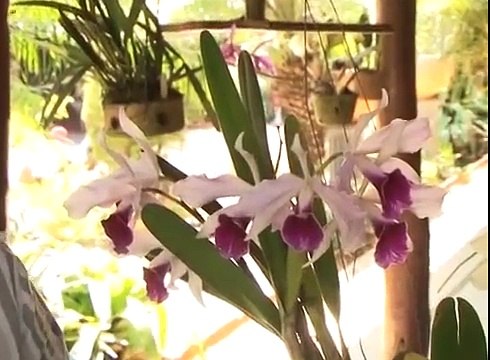 Cultivo de Orquídeas 11/02/14