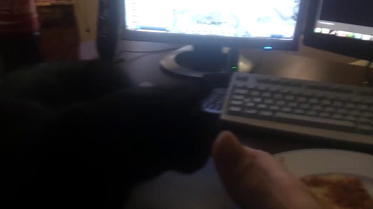 Katze klaut Pizza