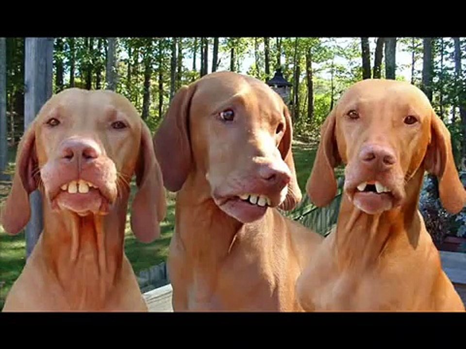 Gin N Juice cover: Redneck Version