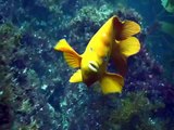 San Clemente and Catalina Island scuba diving
