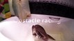 Race Savannah Monitor | Reptile |