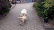 Cute Puppy Walks His Friend - Jokeroo