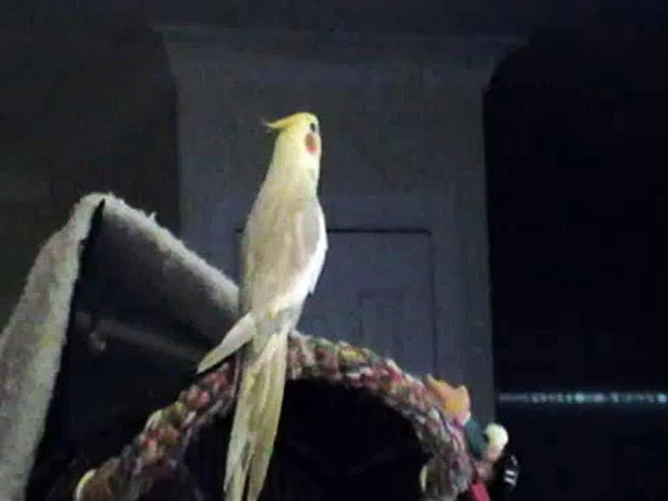 pete's bird singing happy birthday