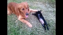 Pit Bull Puppy attacks Golden Retriever