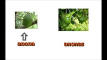 nombres de frutas y vegetales en español,castellano