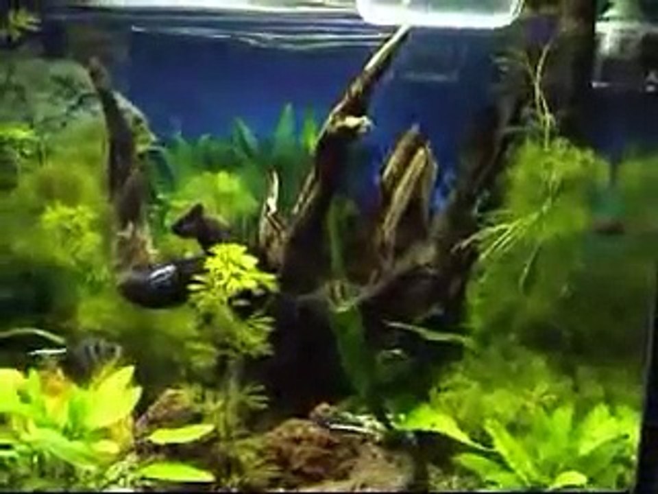 Il mio acquario