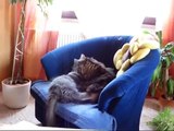 lustige main coon Katzen - crazy cats - Caspar, Mio, Filou