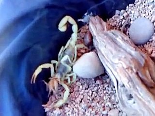 ESCORPIONES GIGANTES!! VENENOSOS! MORTALES! ..COMIENDO GRILLOS... 2