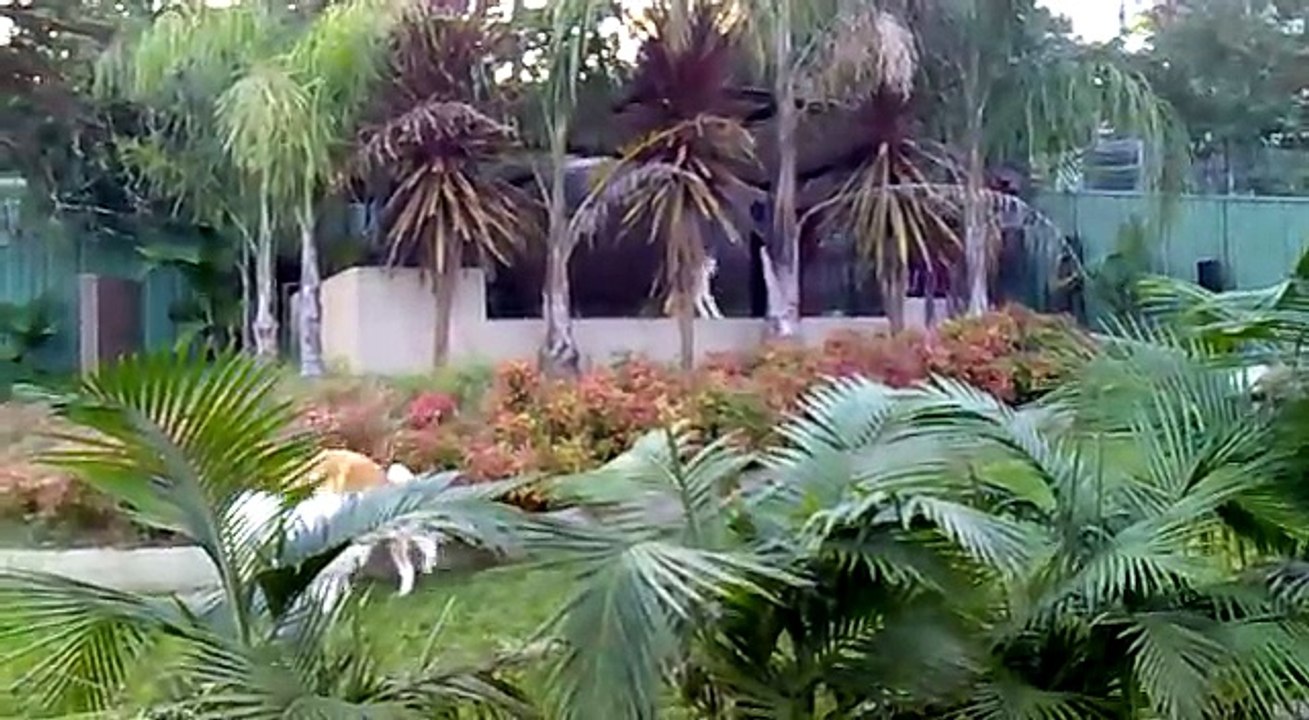 Japanese Akitas playing with Fortune the Samoyed