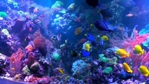 Franco's 2,800 Gallon Reef Aquarium