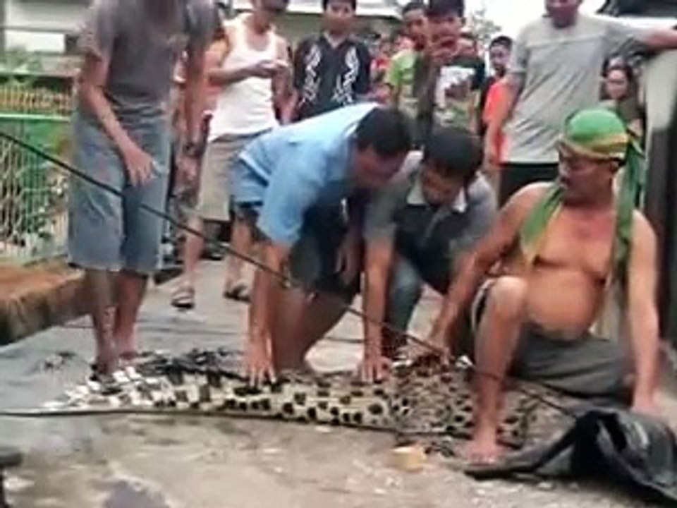Buaya Mengamuk di Kota Dumai