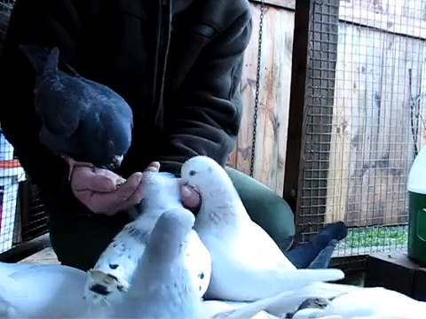 Feeding Pigeons Texan