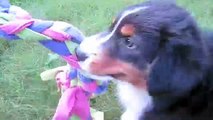 Australian Shepherd Puppies 10 weeks