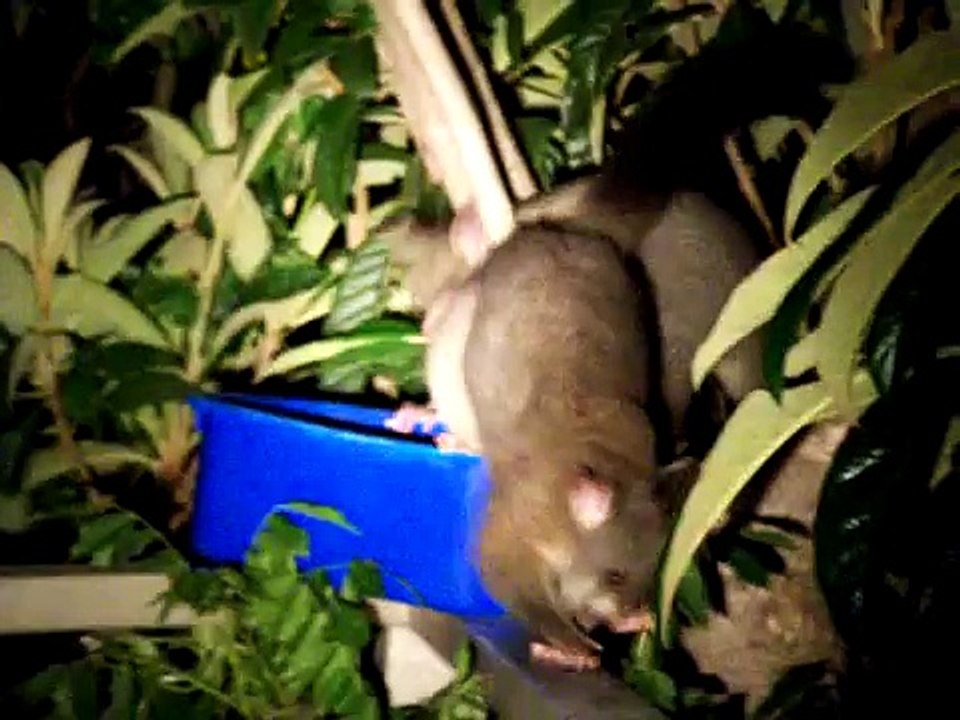 Cute Australian Possums