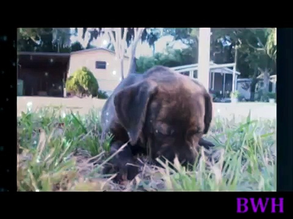 My puppy Shinji: tribute 2