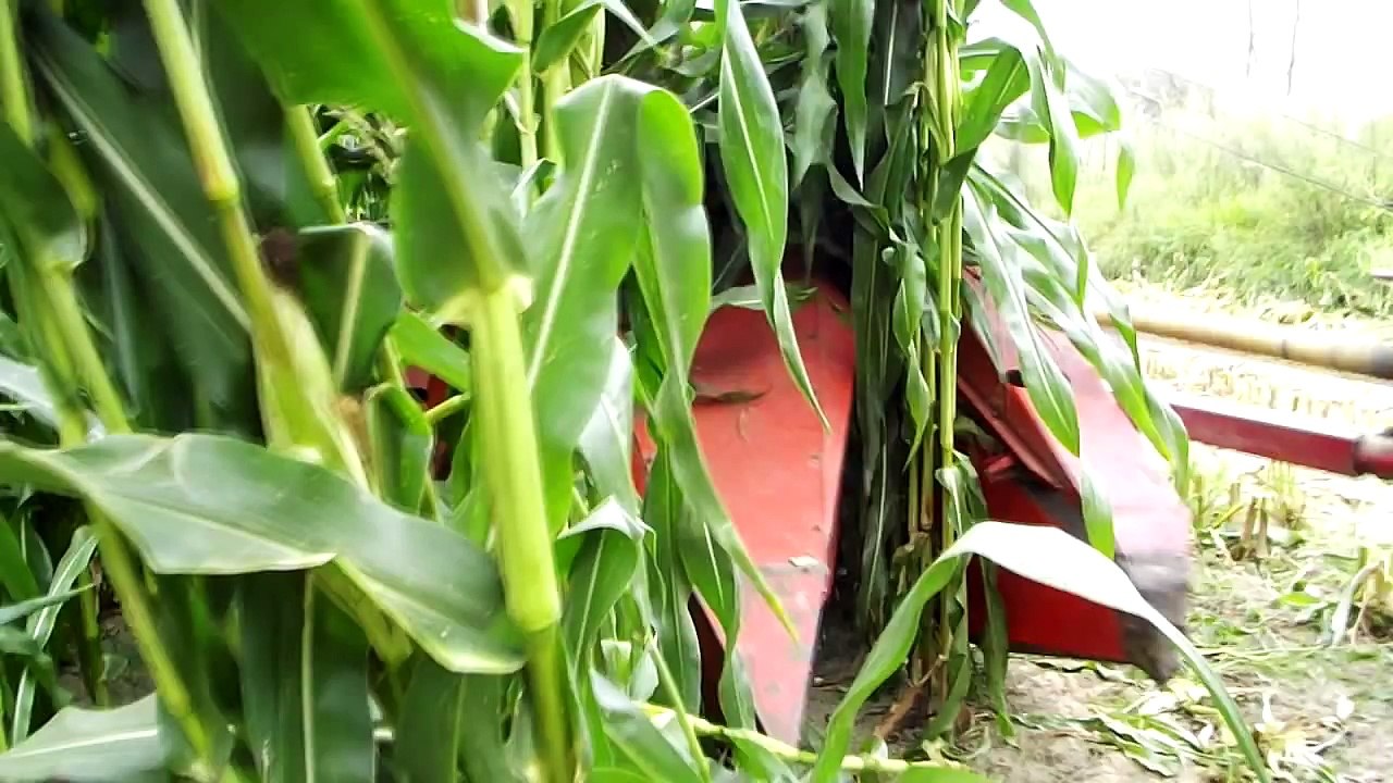 Kiszonka z Kukurydzy 2012 || John Deere 6630p, 5080r MTZ 80 Zetor Forterra 12441 Ursus c360 ||