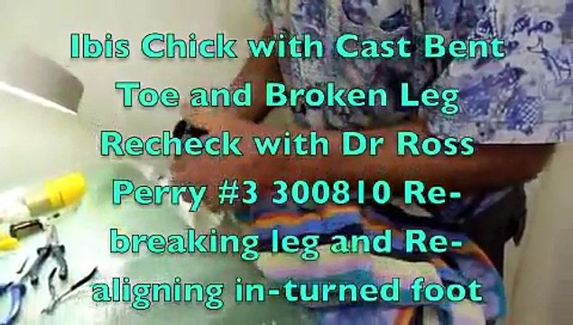 Ibis Chick with Cast Bent Toe and Broken Leg Recheck with Dr Ross Perry #3 300810