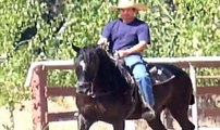 Doma Vaquera, Dancing Horse, Lusitano Horse for Sale