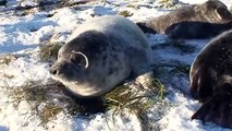 Seal Pup hides his nose