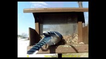 Backyard Bird Feeder March 1 2015