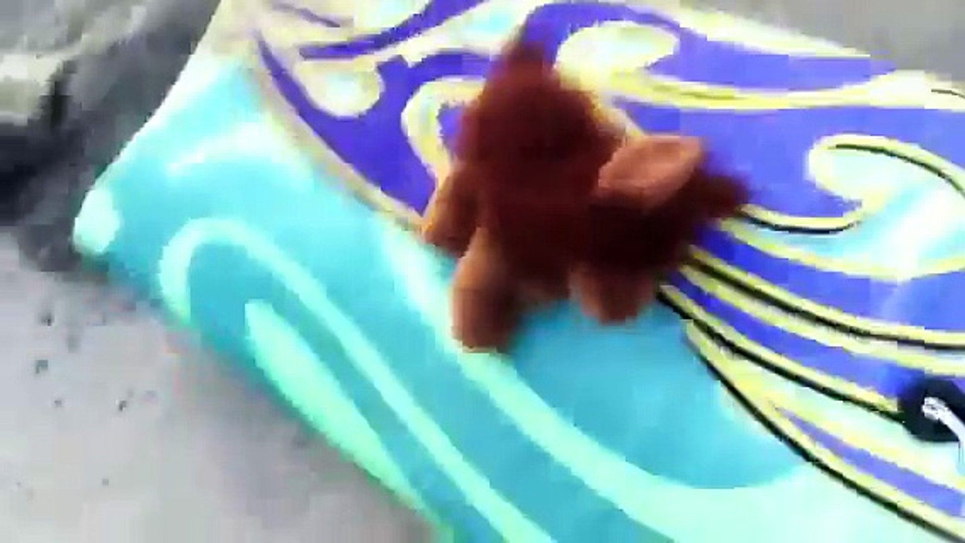 Muffin swims in the ocean! :O
