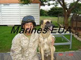 k9 cães de guerra