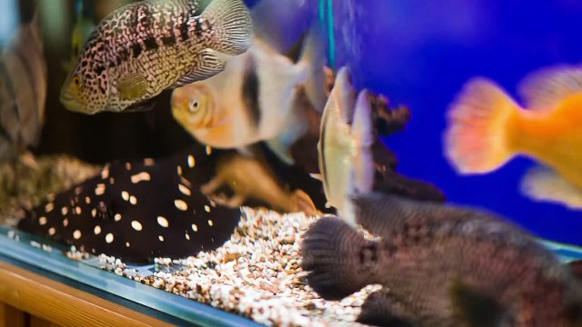 Аквариумный туризм(Выпуск 7)