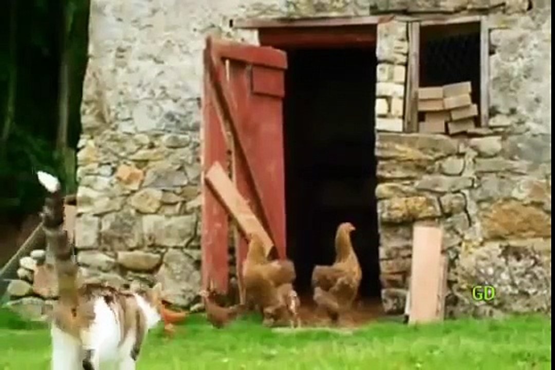 Cat nurses Ducklings !