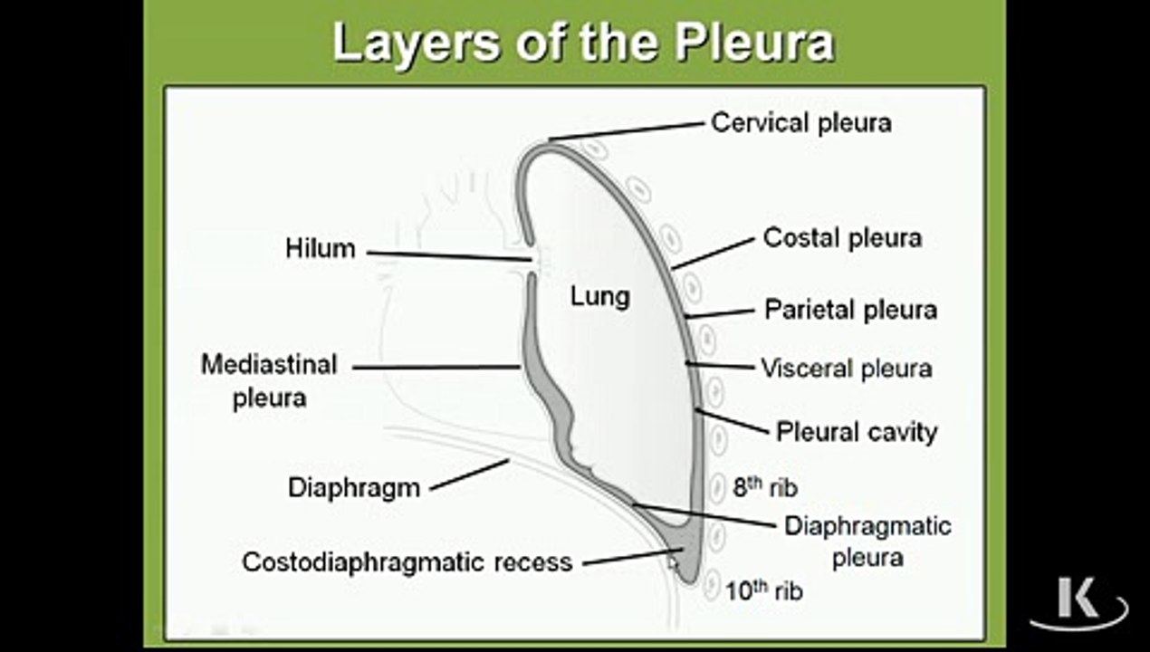 Gross Anatomy Pleura Cavity