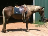 Gold Nugget: flashy chocolate palomino pony gelding *FOR SALE*