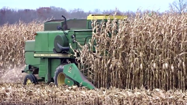 1978 John Deere 6600 Combine Corn Harvesting