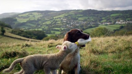 Un chien nourrit un agneau avec une bouteille de lait