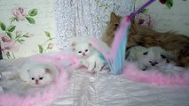 Day 20 Primroses Himalayan Kittens - Nov 19, 2012 - Victorian Gardens Cattery.MP4