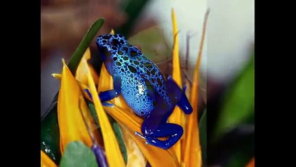 Il club delle rane - Le club des grenouilles