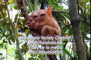 Tarsier Monkey Eats Lizard