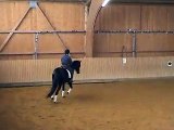 Reitpferd Hengst Dt. Sportpferd Dressur Vielseitigkeit zu verkaufen Stallion Dressage Eventing sale