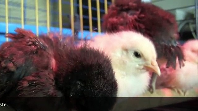 Les poussins 12 a 20 Jours N°2/6