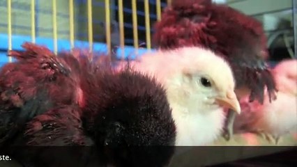 Les poussins 12 a 20 Jours N°2/6