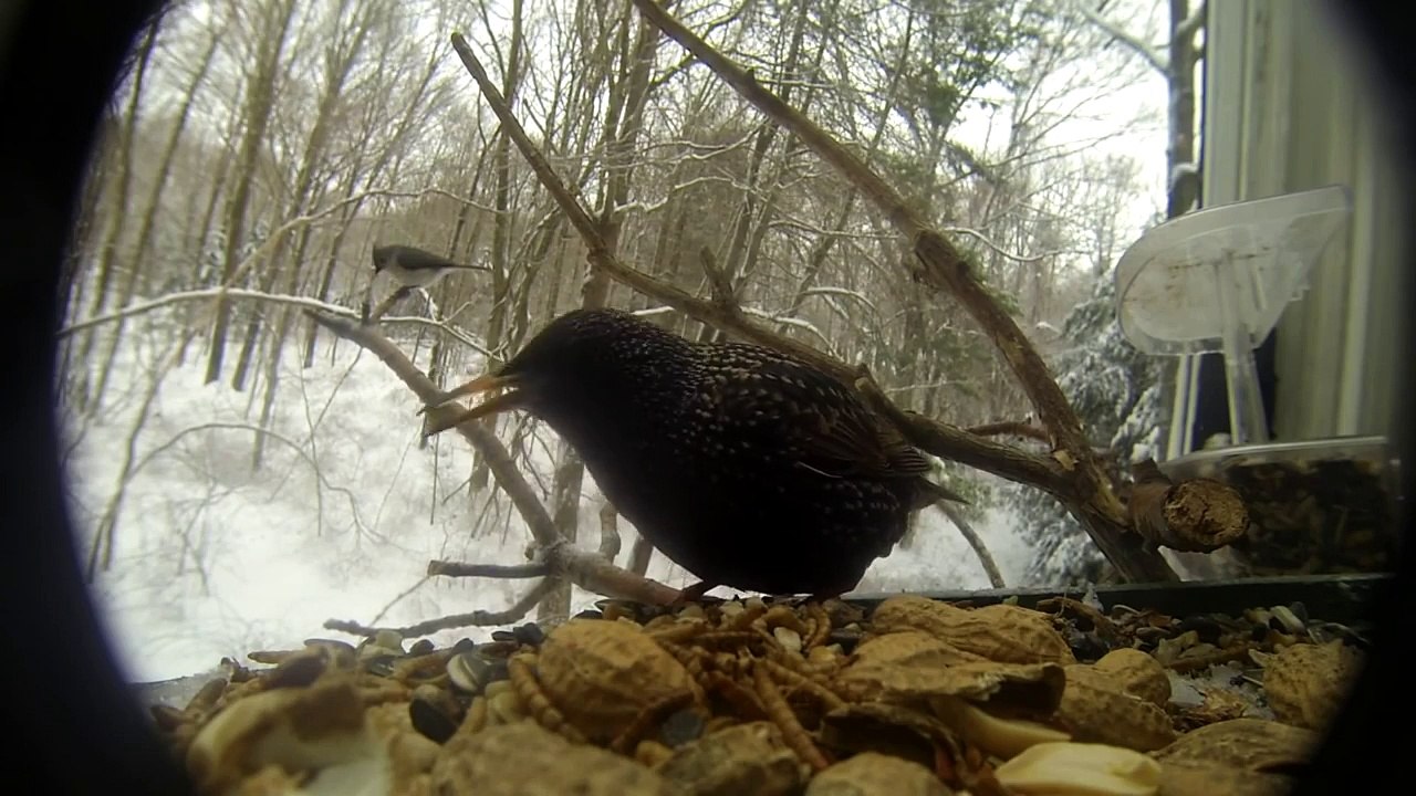 Winter scene w Bluebirds