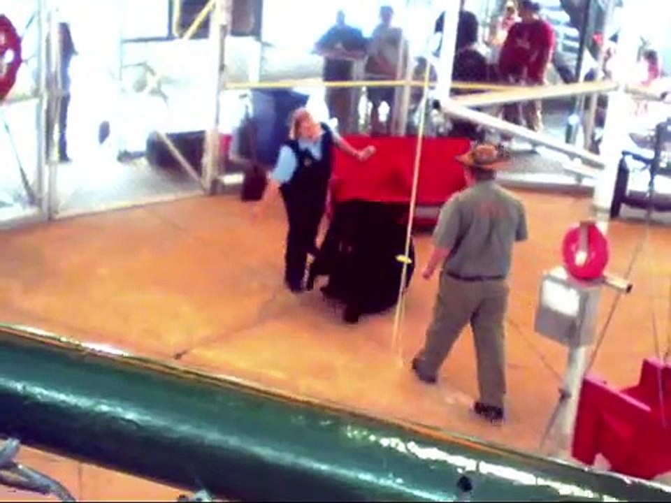 Amazing Bears Perform Tricks at Clarks Trading Post
