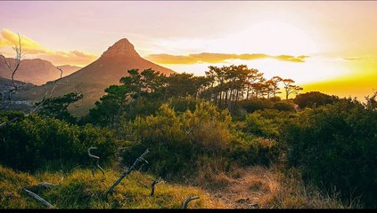 Otherwordly Jungle Sounds For Relaxation